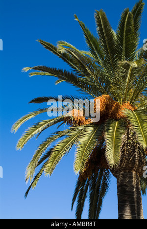 Dh palmier FLORE feuilles de palmier et les dates on tree Banque D'Images