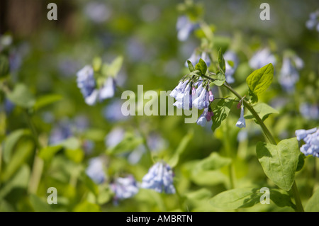 Virginia bluebells Mertensia virginica souche bleu sauvage Starved Rock State Park en Illinois Banque D'Images