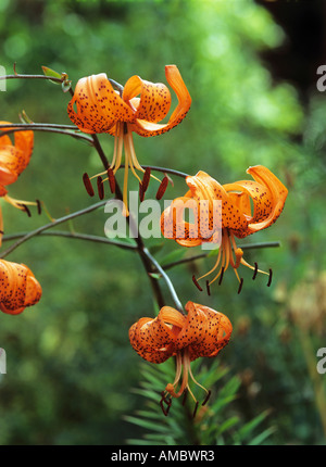 Lis martagon Lilium martagon / Banque D'Images