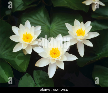 Des nénuphars blancs / Nymphaea alba Banque D'Images