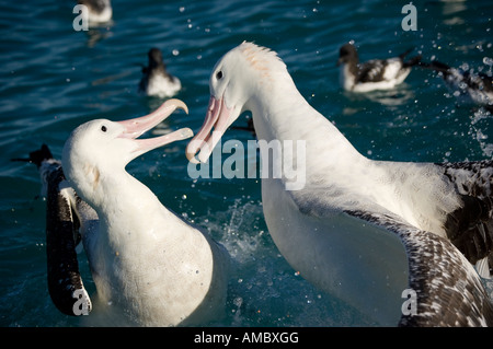 Gibson's Albatros (Diomedea exulans) Nouvelle-Zélande Kaikoura Banque D'Images