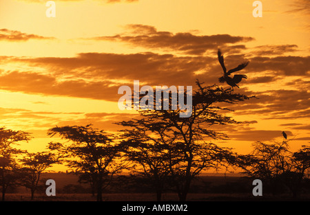 Massai Mara - Kenya - lever du soleil Banque D'Images