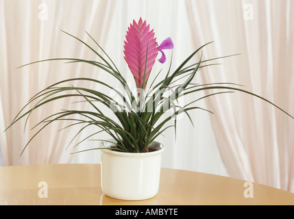 Quill rose / Tillandsia cyanea Banque D'Images