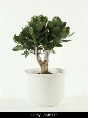Jade plant / Crassula ovata Banque D'Images