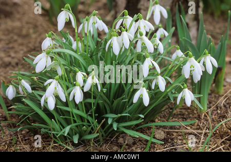 Snowdrop Galanthus nivalis / commune Banque D'Images