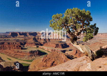 Lone Juniper Tree accroché à bord du Canyon de grès rouge donnant sur le fleuve Colorado à Dead Horse Point State Park en Utah Banque D'Images