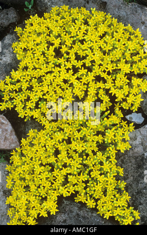 Goldmoss Stonecrop / Sedum acre Banque D'Images