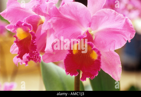Cattleya orchid - fleurs - Banque D'Images