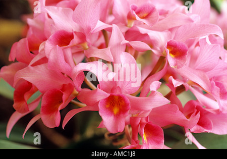 - Orchidée - cattleya Cattleya Guatemalensis fleurs / Banque D'Images
