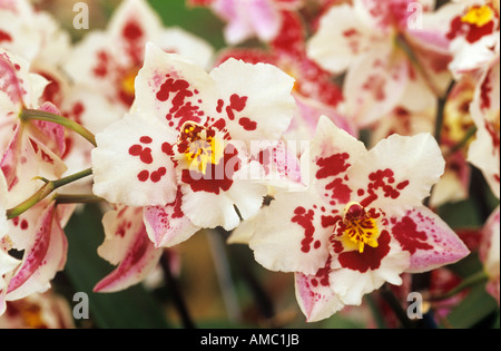 ( Orchidée Odontoglossum Anna Claire ) - blossoms ) Banque D'Images