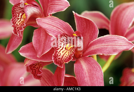 Orchidée Cymbidium fleurs ( ) - Banque D'Images