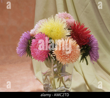 Bouquet : Chine Asters / Callistephus chinensis Banque D'Images