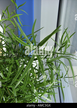 Sickle Thorn asperge, Asparagus (Asparagus falcatus), feuilles Banque D'Images