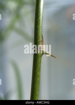 Sickle Thorn asperge, Asparagus (Asparagus falcatus), Thorn au sprout Banque D'Images