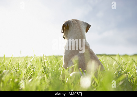 Le PUG dog - chiot - sitting on meadow Banque D'Images
