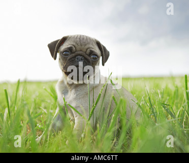 Le PUG dog - puppy sitting on meadow Banque D'Images