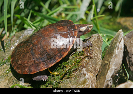 Red-bellied tortue court / Emydura subglobosa Banque D'Images