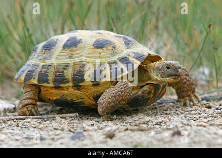 Tortue russe (Testudo horsfieldii) au sol Banque D'Images