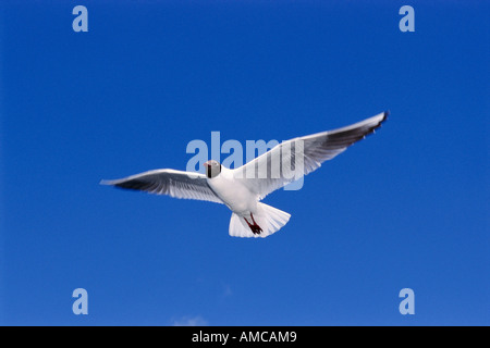 Black-Headed Gull Banque D'Images