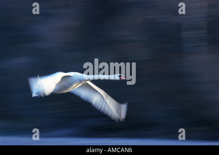 Cygne muet en vol Banque D'Images