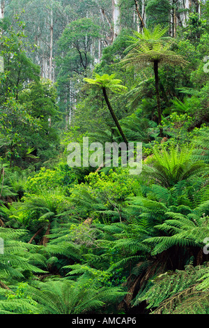 Forêt tropicale, Parc National de Yarra, Victoria, Australie Banque D'Images