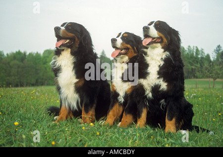 Trois Bouvier Bernois - sitting on meadow Banque D'Images