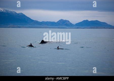 Les Dauphins (Lagenorhynchus obscurus) et le cachalot (Physeter macrocephalus) Nouvelle-Zélande Kaikoura Banque D'Images