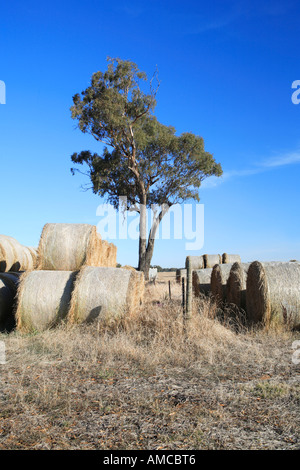 Les grosses balles de foin empilés en rangées, gum tree, upper Murray Valley, Victoria, Australie Banque D'Images