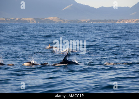 Les Dauphins (Lagenorhynchus obscurus) et le cachalot (Physeter macrocephalus) Nouvelle-Zélande Kaikoura Banque D'Images