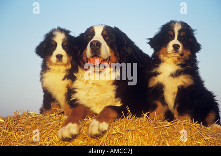 Bernois et deux chiots dans la paille Banque D'Images