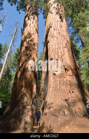 Pays l'or de Californie Comté de Calaveras Big Trees State Park North Grove Trail sierra redwood séquoia géant Banque D'Images