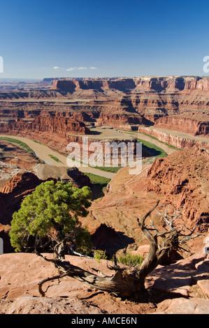 Lone Juniper Tree accroché à bord du Canyon de grès rouge donnant sur la rivière Colorado, Dead Horse Point State Park en Utah Banque D'Images