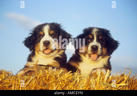 Deux chiots Bouvier Bernois dans la paille Banque D'Images