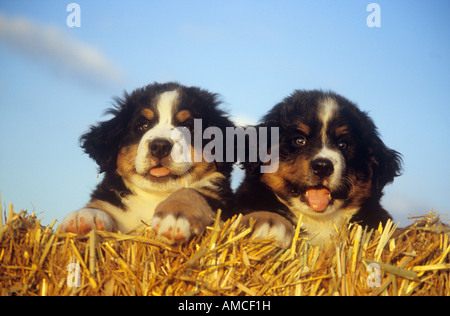 Deux chiots Bouvier Bernois dans la paille Banque D'Images