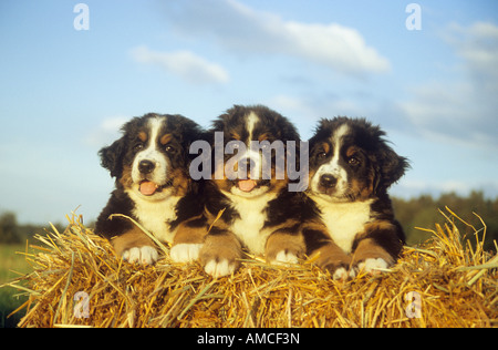 Trois chiots Bouvier Bernois dans la paille Banque D'Images