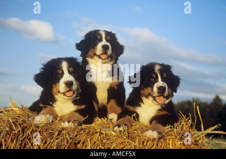 Trois chiots Bouvier Bernois dans la paille Banque D'Images