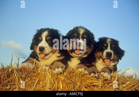 Trois chiots Bouvier Bernois dans la paille Banque D'Images