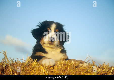 Bernes chiot dans la paille Banque D'Images