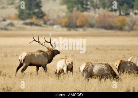 Bull Elk qui veille sur son harem Parc National des Montagnes Rocheuses au Colorado Banque D'Images