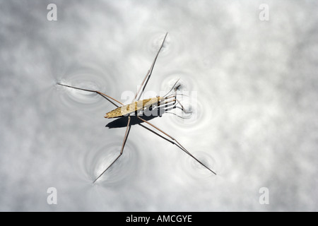 Water Strider Gerris sp Banque D'Images