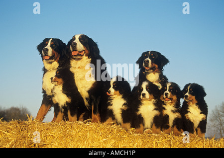 Avec les chiots bouvier bernois dans la paille Banque D'Images