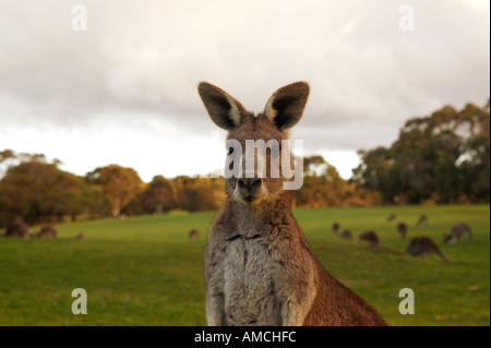 Kangourou gris de l'est (Macropus giganteus). Adulte regardant l'appareil photo Australie Banque D'Images