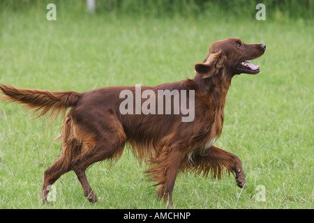 Chien Setter Irlandais - standing on meadow Banque D'Images