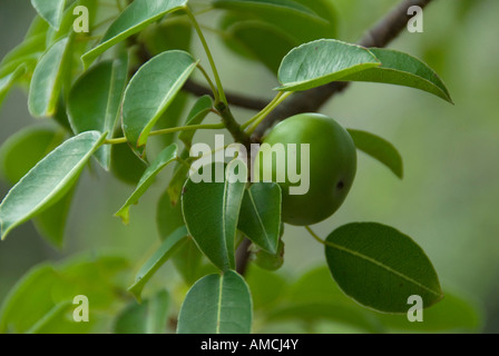 Arbre généalogique Manchineel (Hippomane mancinella) offre une délicieuse nourriture nutritionous et à la tortue géante des Galapagos. Banque D'Images