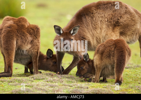 Deux kangourous gris de l'Ouest avec cub / Macropus fuliginosus Banque D'Images