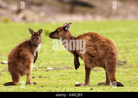 Deux kangourous gris de l'Ouest - debout / Macropus fuliginosus Banque D'Images