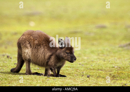 Kangourou gris de l'Ouest - cub sur Macropus fuliginosus / meadow Banque D'Images