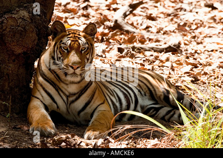 Tigre du Bengale - allongé dans l'ombre / Panthera tigris tigris Banque D'Images