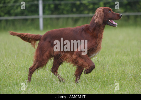 Chien Setter Irlandais - standing on meadow Banque D'Images