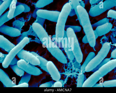 SEM - Pseudomonas putida Banque D'Images